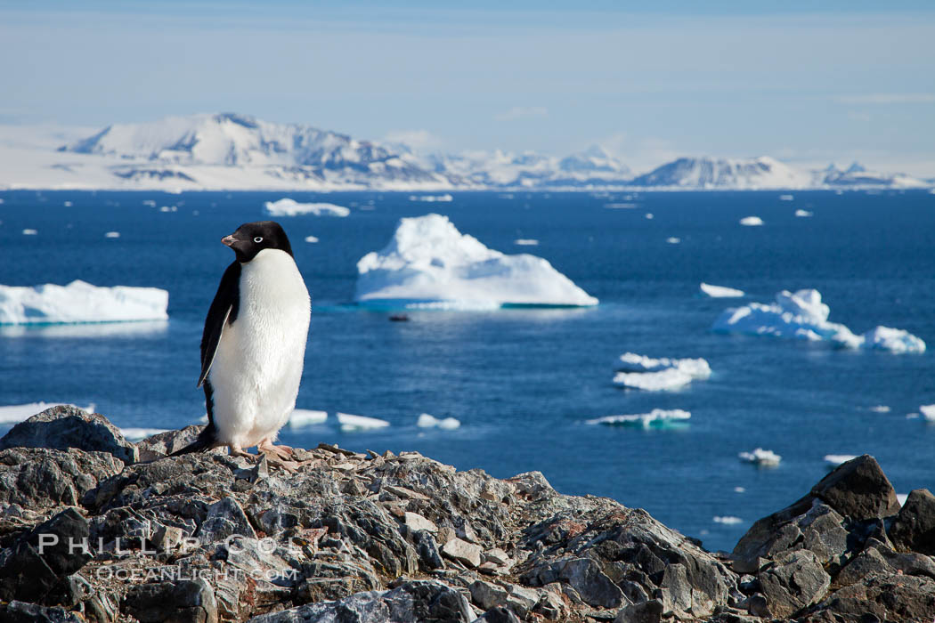 Adelie penguin. Devil Island, Antarctic Peninsula, Antarctica, Pygoscelis adeliae, natural history stock photograph, photo id 25044