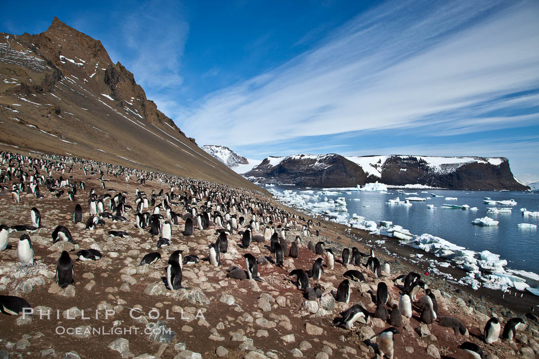 Adelie penguins at the nest, part of the large nesting colony of penguins that resides along the lower slopes of Devil Island., Pygoscelis adeliae, natural history stock photograph, photo id 25043