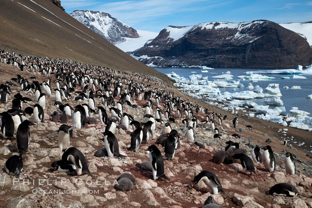 Adelie penguins at the nest, part of the large nesting colony of penguins that resides along the lower slopes of Devil Island. Antarctic Peninsula, Antarctica, Pygoscelis adeliae, natural history stock photograph, photo id 25103