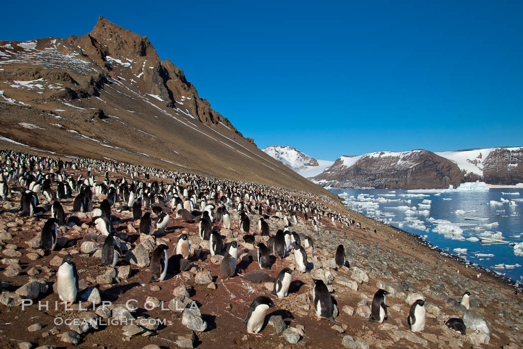 Adelie penguins at the nest, part of the large nesting colony of penguins that resides along the lower slopes of Devil Island. Antarctic Peninsula, Antarctica, Pygoscelis adeliae, natural history stock photograph, photo id 25111