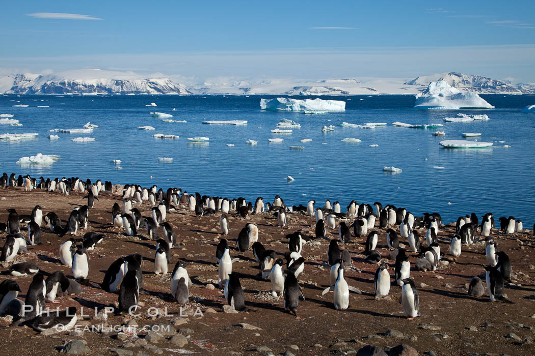 Adelie penguins at the nest, part of the large nesting colony of penguins that resides along the lower slopes of Devil Island. Antarctic Peninsula, Antarctica, Pygoscelis adeliae, natural history stock photograph, photo id 25045