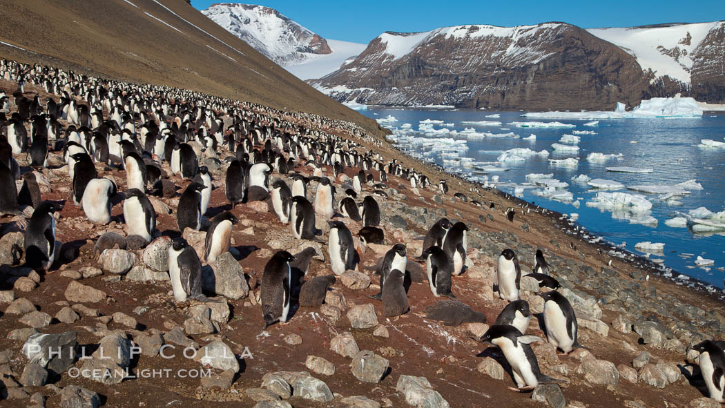Adelie penguins at the nest, part of the large nesting colony of penguins that resides along the lower slopes of Devil Island. Antarctic Peninsula, Antarctica, Pygoscelis adeliae, natural history stock photograph, photo id 25109