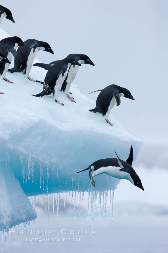 Adelie penguins leaping into the ocean from an iceberg. Brown Bluff, Antarctic Peninsula, Antarctica, Pygoscelis adeliae, natural history stock photograph, photo id 25010