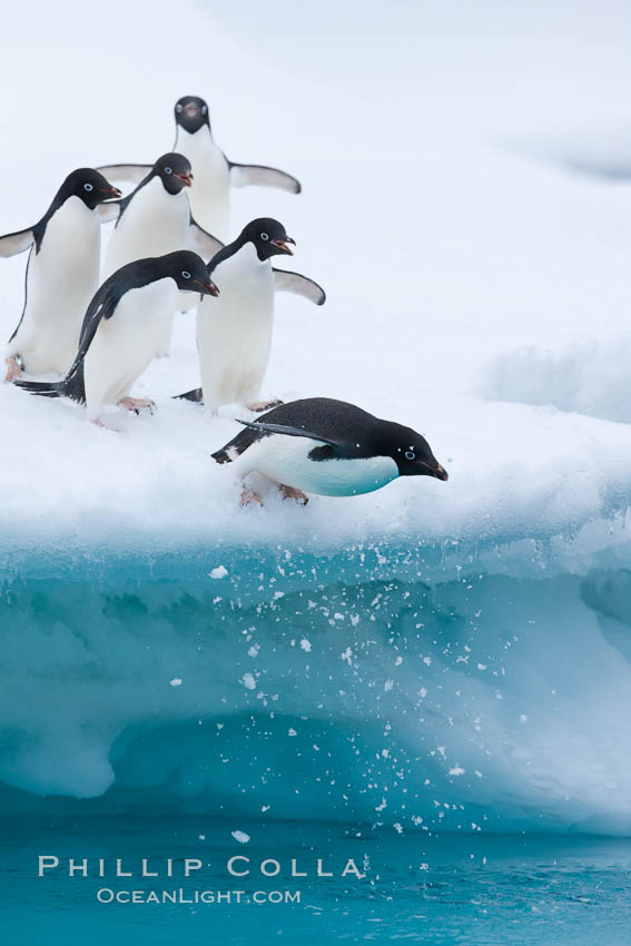 Adelie penguins leaping into the ocean from an iceberg. Brown Bluff, Antarctic Peninsula, Antarctica, Pygoscelis adeliae, natural history stock photograph, photo id 25036