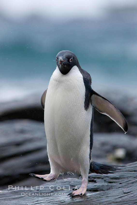 Adelie penguin, on rocky shore, leaving the ocean after foraging for food, Shingle Cove. Coronation Island, South Orkney Islands, Southern Ocean, Pygoscelis adeliae, natural history stock photograph, photo id 25190