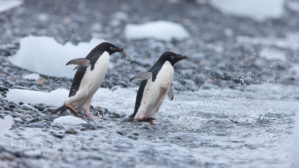 Adelie penguins rush into the water en masse, from the cobblestone beach at Shingle Cove on Coronation Island. South Orkney Islands, Southern Ocean, Pygoscelis adeliae, natural history stock photograph, photo id 25198