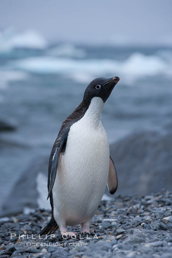 Adelie penguin on cobblestone beach, Shingle Cove. Coronation Island, South Orkney Islands, Southern Ocean, Pygoscelis adeliae, natural history stock photograph, photo id 25202