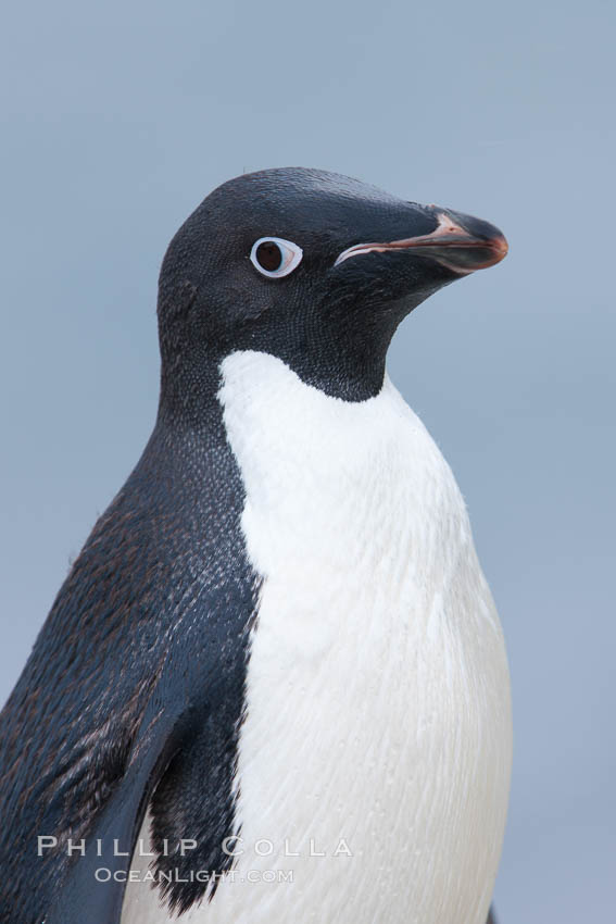 Adelie penguin, portrait showing beak and eye. Shingle Cove, Coronation Island, South Orkney Islands, Southern Ocean, Pygoscelis adeliae, natural history stock photograph, photo id 25206