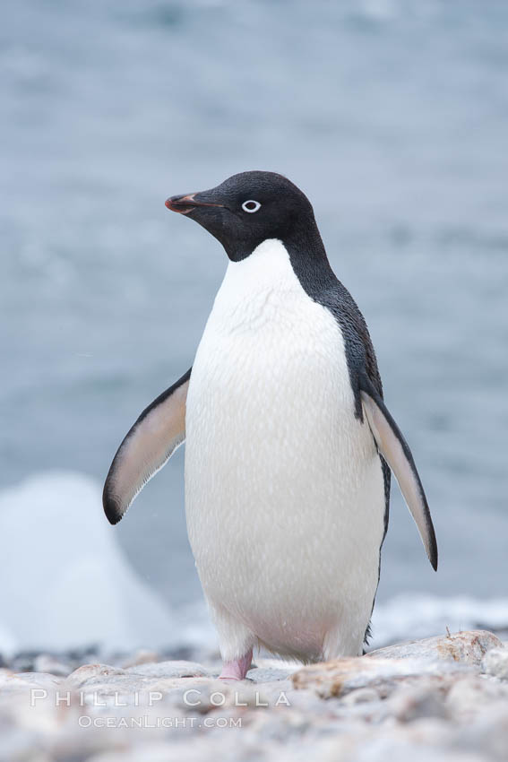 Adelie penguin on beach, wings out. Shingle Cove, Coronation Island, South Orkney Islands, Southern Ocean, Pygoscelis adeliae, natural history stock photograph, photo id 25210