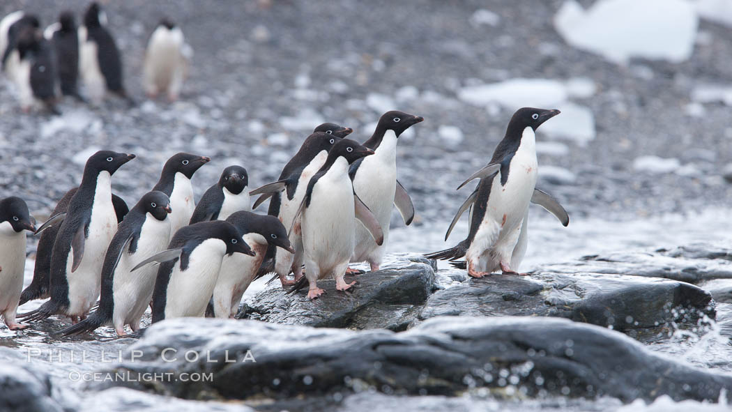 Adelie penguins, Shingle Cove, Coronation Island, South Orkney Islands. Southern Ocean, Pygoscelis adeliae, natural history stock photograph, photo id 25184