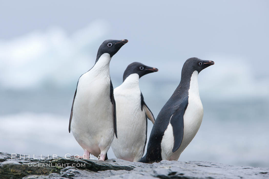 Adelie penguins, Shingle Cove, Coronation Island, South Orkney Islands. Southern Ocean, Pygoscelis adeliae, natural history stock photograph, photo id 25196