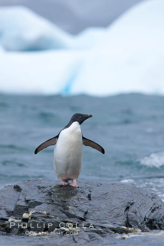 Adelie penguin stands on rocky shore, icebergs in the background, Shingle Cove. Coronation Island, South Orkney Islands, Southern Ocean, Pygoscelis adeliae, natural history stock photograph, photo id 25200