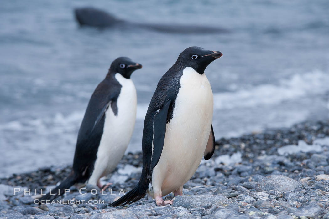 Adelie penguins, Shingle Cove, Coronation Island, South Orkney Islands. Southern Ocean, Pygoscelis adeliae, natural history stock photograph, photo id 25204