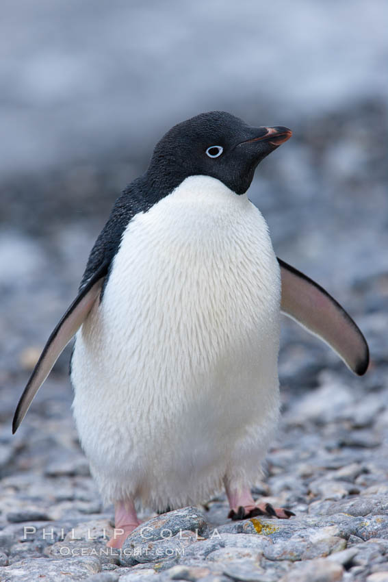 Adelie penguin, standing on cobblestone beach. Shingle Cove, Coronation Island, South Orkney Islands, Southern Ocean, Pygoscelis adeliae, natural history stock photograph, photo id 25208