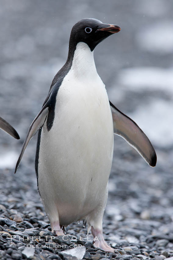Adelie penguin, standing on cobblestone beach. Shingle Cove, Coronation Island, South Orkney Islands, Southern Ocean, Pygoscelis adeliae, natural history stock photograph, photo id 25212