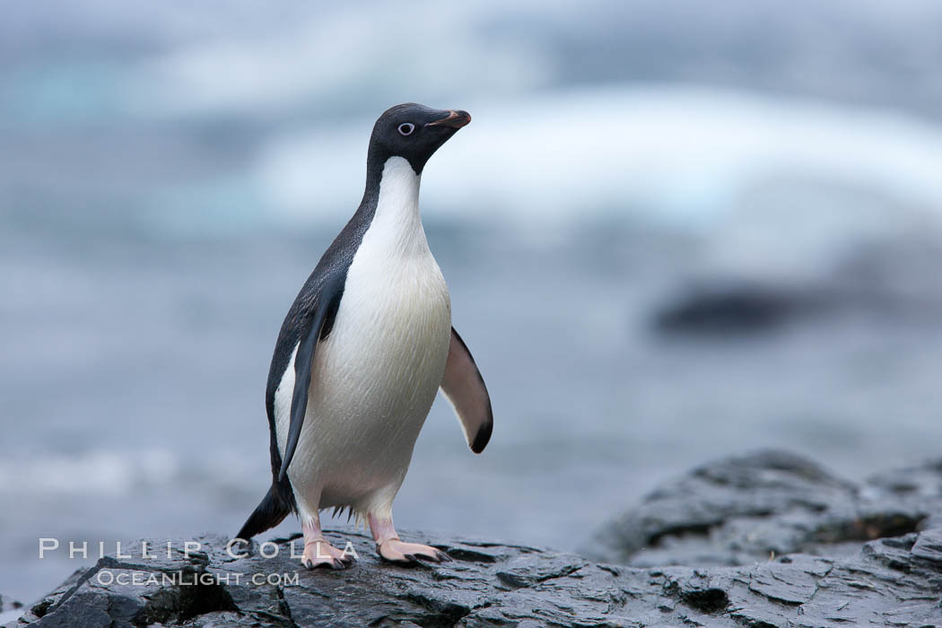 Adelie penguin, on rocky shore, leaving the ocean after foraging for food, Shingle Cove. Coronation Island, South Orkney Islands, Southern Ocean, Pygoscelis adeliae, natural history stock photograph, photo id 25195