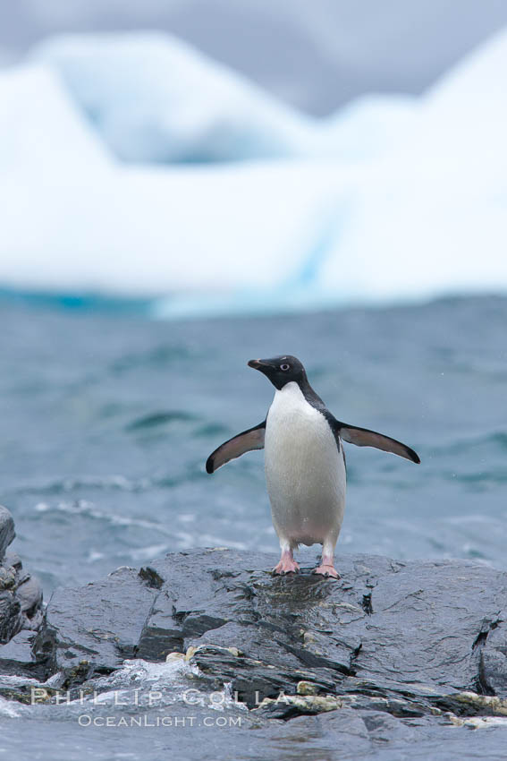 Adelie penguin stands on rocky shore, icebergs in the background, Shingle Cove. Coronation Island, South Orkney Islands, Southern Ocean, Pygoscelis adeliae, natural history stock photograph, photo id 25199