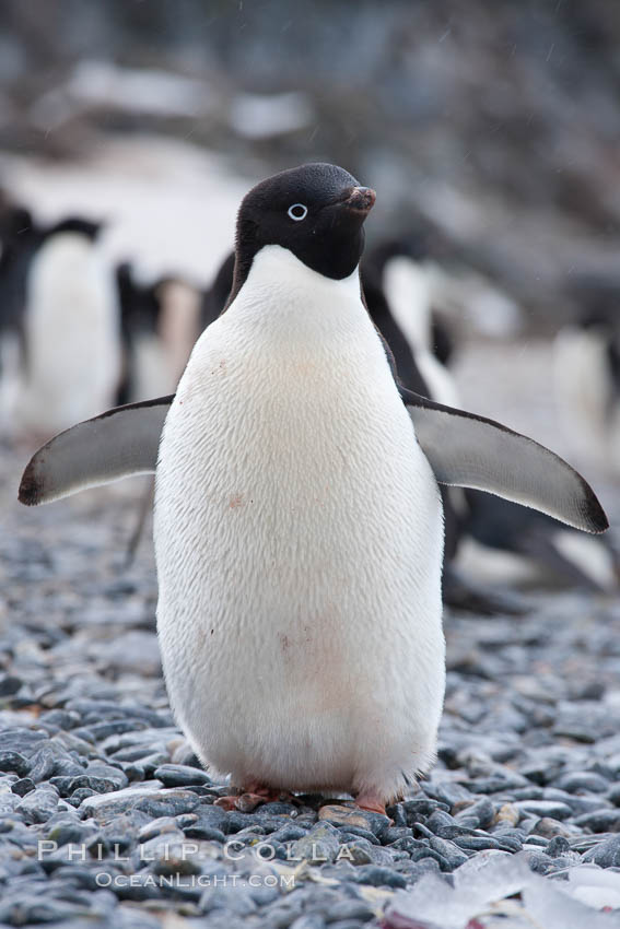 Adelie penguin, standing on cobblestone beach. Shingle Cove, Coronation Island, South Orkney Islands, Southern Ocean, Pygoscelis adeliae, natural history stock photograph, photo id 25211