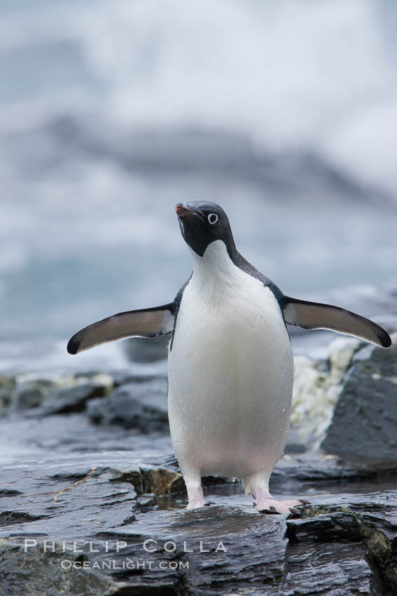 Adelie penguin, on rocky shore, leaving the ocean after foraging for food, Shingle Cove. Coronation Island, South Orkney Islands, Southern Ocean, Pygoscelis adeliae, natural history stock photograph, photo id 25185