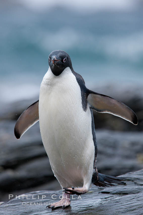 Adelie penguin, on rocky shore, leaving the ocean after foraging for food, Shingle Cove. Coronation Island, South Orkney Islands, Southern Ocean, Pygoscelis adeliae, natural history stock photograph, photo id 25189