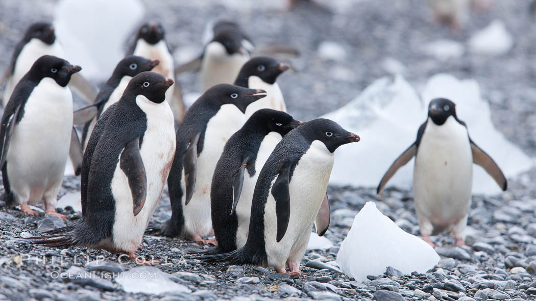 Adelie penguins, Shingle Cove, Coronation Island, South Orkney Islands. Southern Ocean, Pygoscelis adeliae, natural history stock photograph, photo id 25197