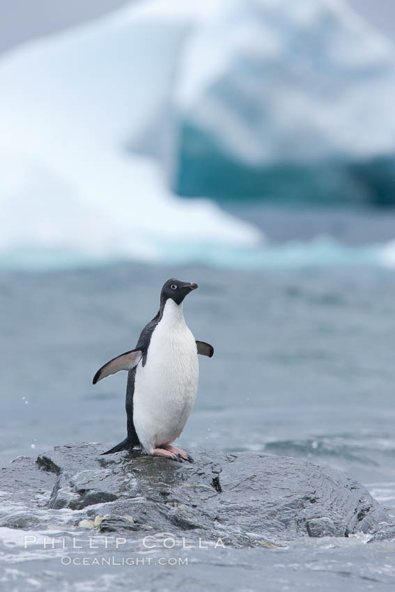 Adelie penguin stands on rocky shore, icebergs in the background, Shingle Cove. Coronation Island, South Orkney Islands, Southern Ocean, Pygoscelis adeliae, natural history stock photograph, photo id 25201
