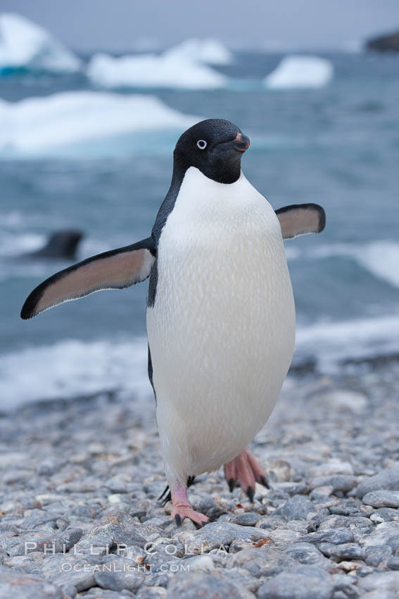 Adelie penguin on cobblestone beach, Shingle Cove. Coronation Island, South Orkney Islands, Southern Ocean, Pygoscelis adeliae, natural history stock photograph, photo id 25205