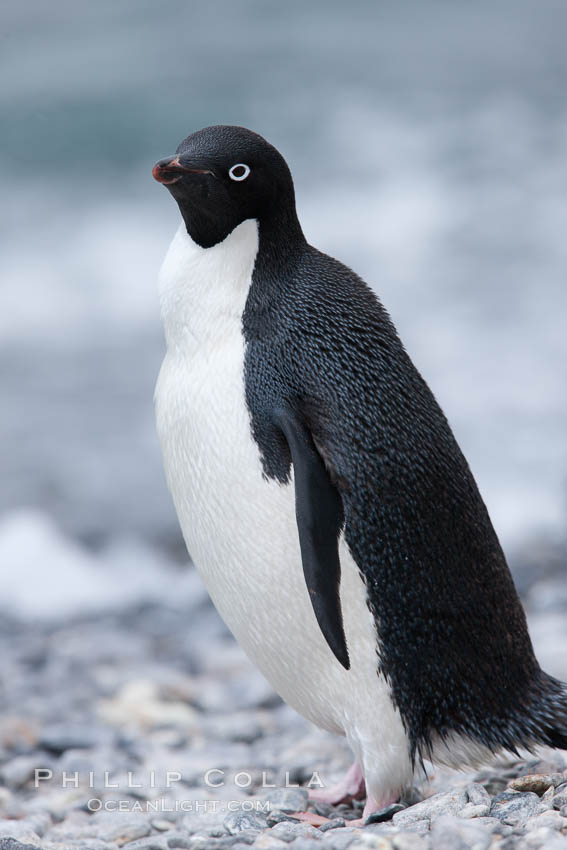 Adelie penguin on beach, wings out. Shingle Cove, Coronation Island, South Orkney Islands, Southern Ocean, Pygoscelis adeliae, natural history stock photograph, photo id 25209