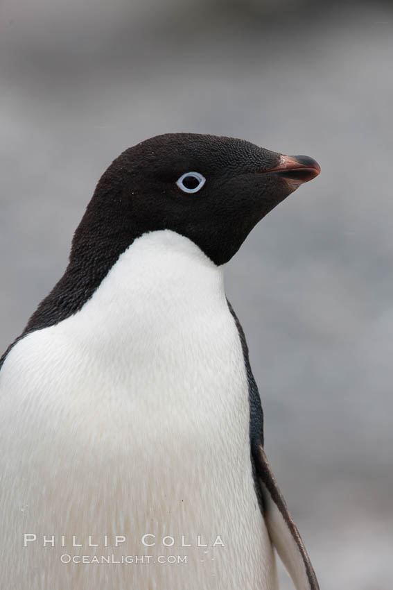 Adelie penguin, head portrait. Shingle Cove, Coronation Island, South Orkney Islands, Southern Ocean, Pygoscelis adeliae, natural history stock photograph, photo id 25213