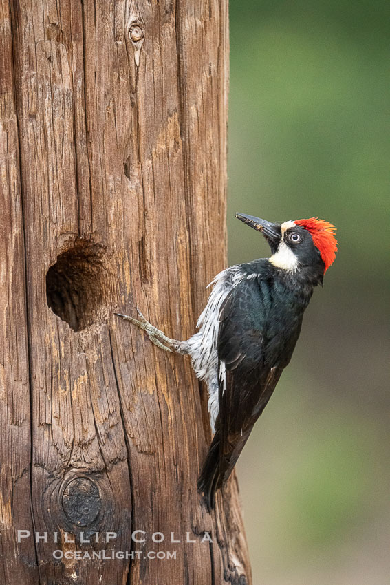 Adult Acorn Woodpecker at Lake Hodges. San Diego, California, USA, natural history stock photograph, photo id 39404