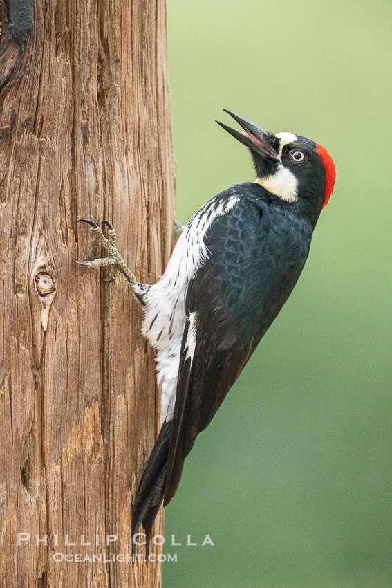 Adult Acorn Woodpecker at Lake Hodges. San Diego, California, USA, natural history stock photograph, photo id 39403
