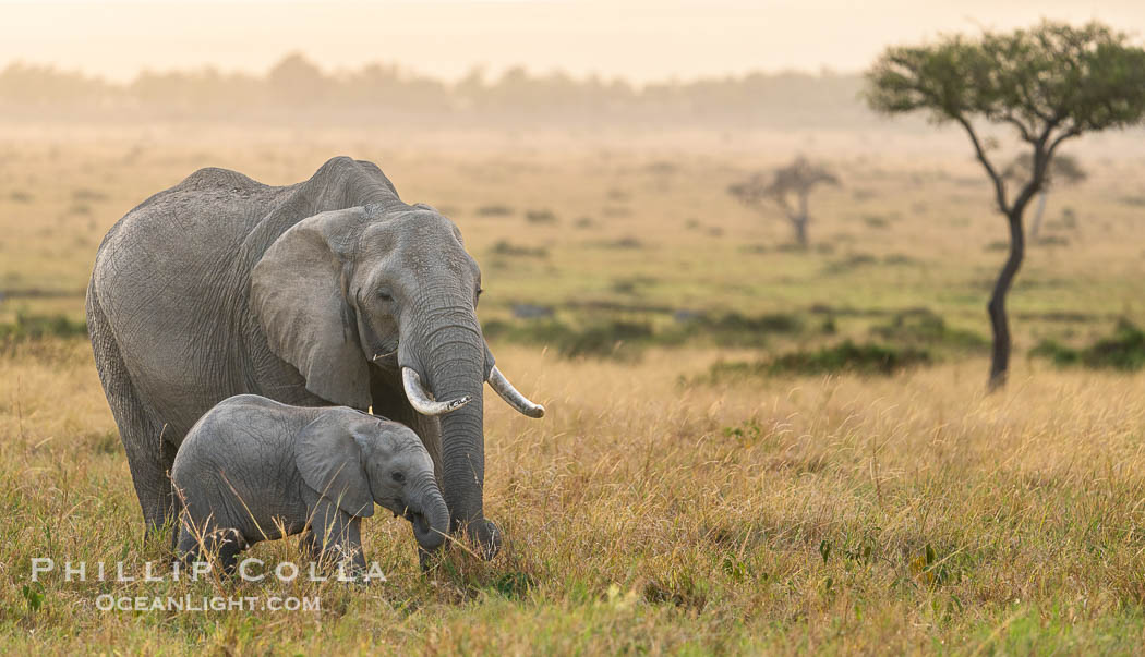Adult and calf African Elephants, Masai Mara, Kenya. Maasai Mara National Reserve, Loxodonta africana, natural history stock photograph, photo id 39630
