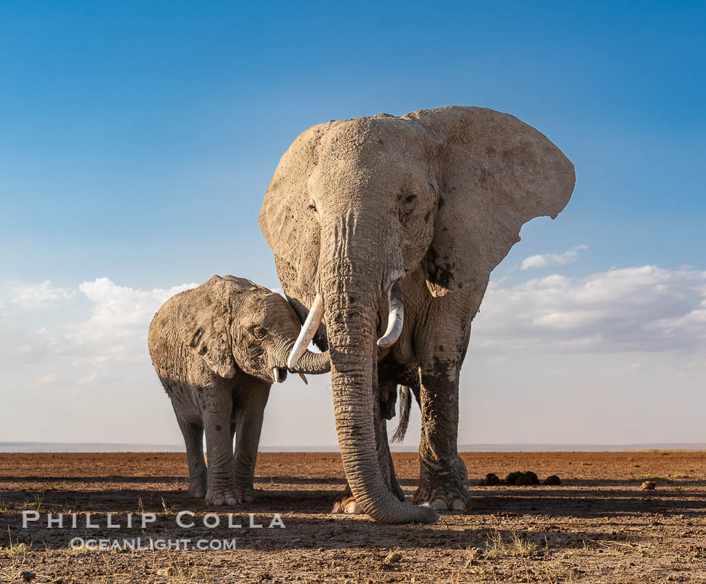 Adult and young African elephant, Amboseli National Park. Kenya, Loxodonta africana, natural history stock photograph, photo id 39588