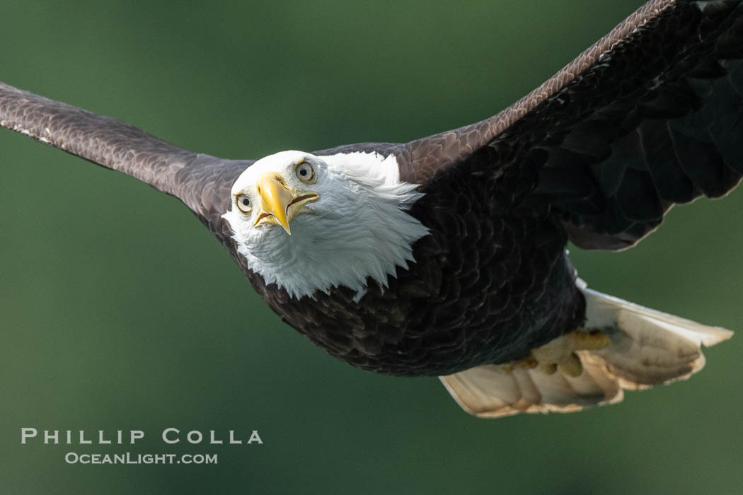 Adult bald eagle in flight, British Columbia, Canada., Haliaeetus leucocephalus, natural history stock photograph, photo id 41846