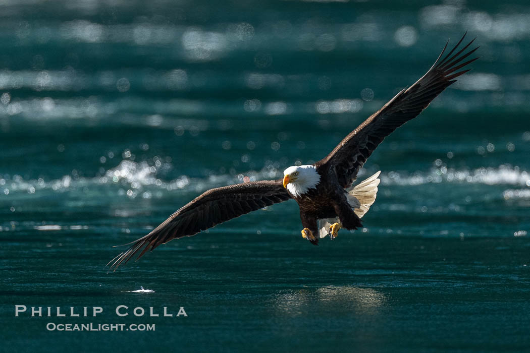 Adult bald eagle in flight, British Columbia, Canada., Haliaeetus leucocephalus, natural history stock photograph, photo id 41852