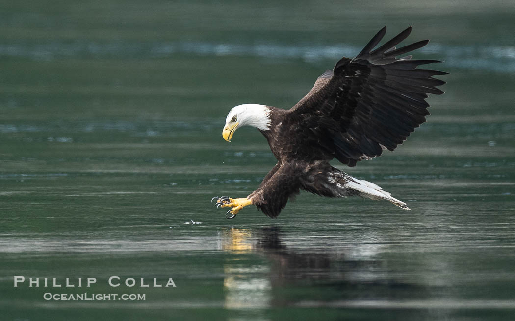 Adult bald eagle in flight, British Columbia, Canada., Haliaeetus leucocephalus, natural history stock photograph, photo id 41876
