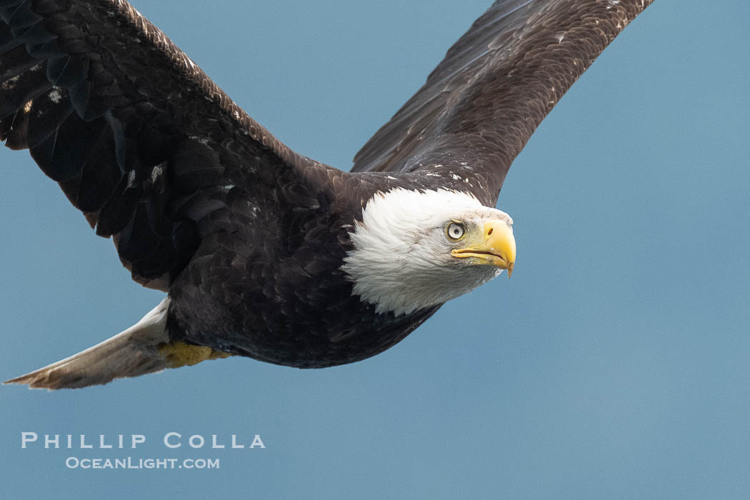 Adult bald eagle in flight, British Columbia, Canada., Haliaeetus leucocephalus, natural history stock photograph, photo id 41896