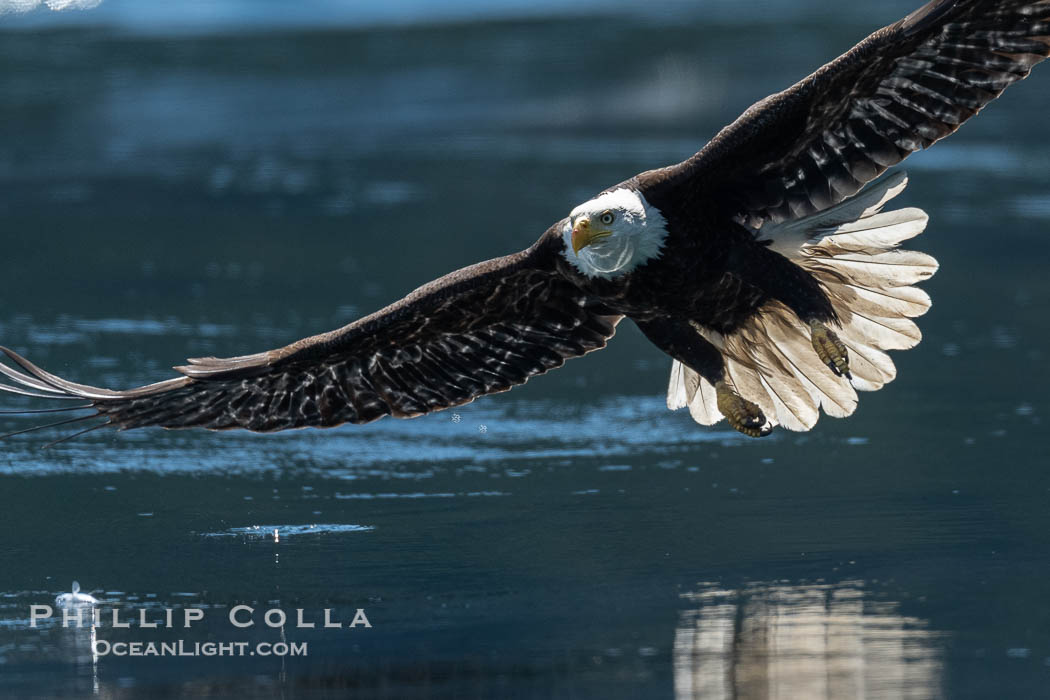 Adult bald eagle in flight, British Columbia, Canada., Haliaeetus leucocephalus, natural history stock photograph, photo id 41863