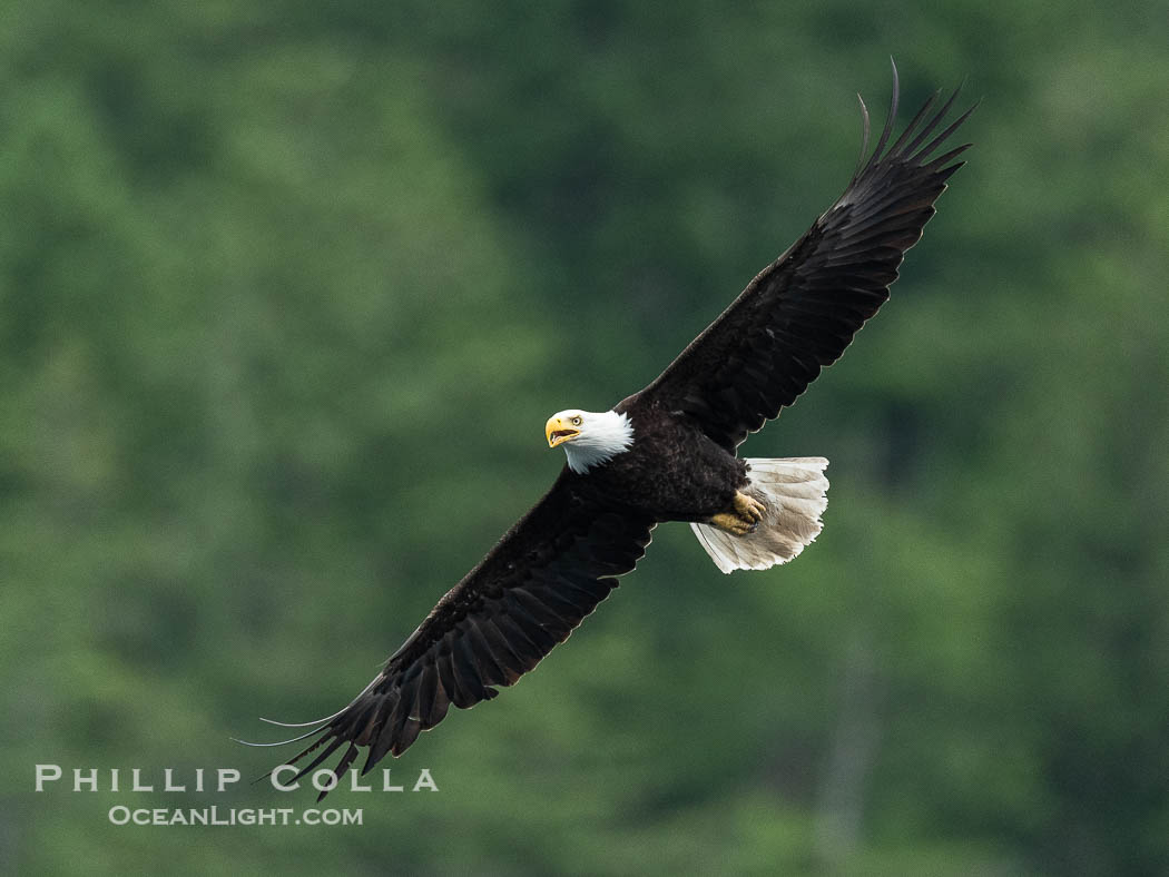 Adult bald eagle in flight, British Columbia, Canada., Haliaeetus leucocephalus, natural history stock photograph, photo id 41903