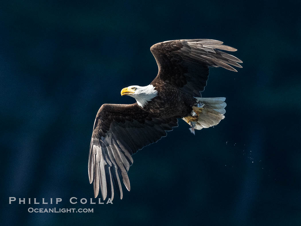 Adult bald eagle in flight, British Columbia, Canada., Haliaeetus leucocephalus, natural history stock photograph, photo id 41833