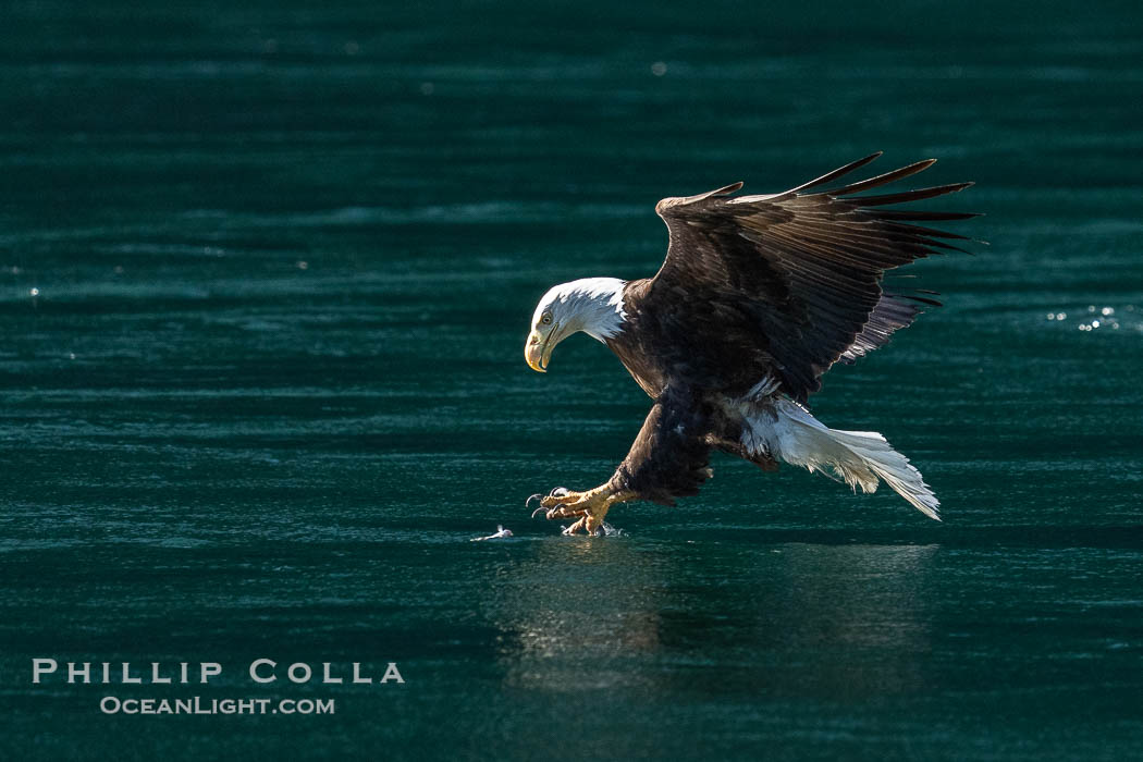 Adult bald eagle in flight, British Columbia, Canada., Haliaeetus leucocephalus, natural history stock photograph, photo id 41865