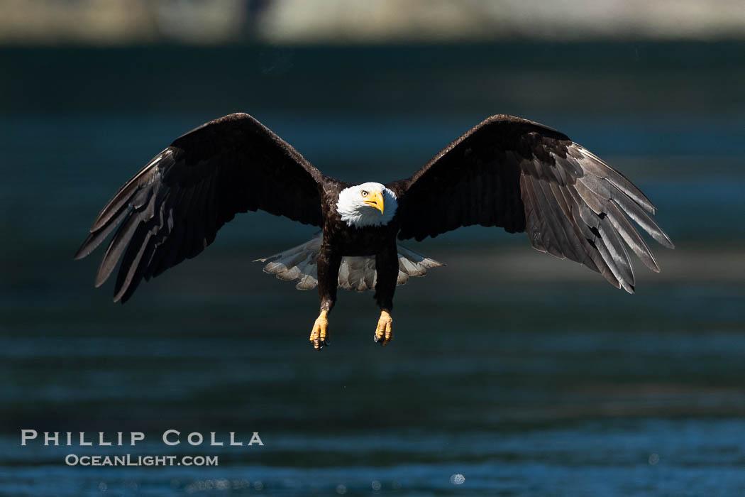 Adult bald eagle in flight, British Columbia, Canada., Haliaeetus leucocephalus, natural history stock photograph, photo id 41893