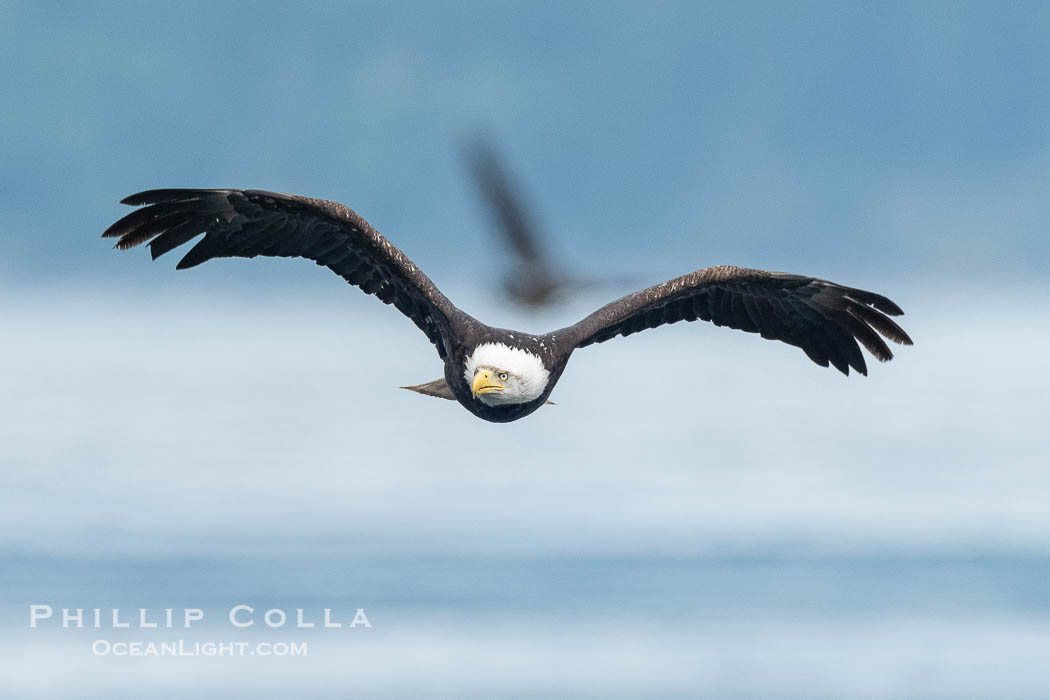 Adult bald eagle in flight, British Columbia, Canada., Haliaeetus leucocephalus, natural history stock photograph, photo id 41897