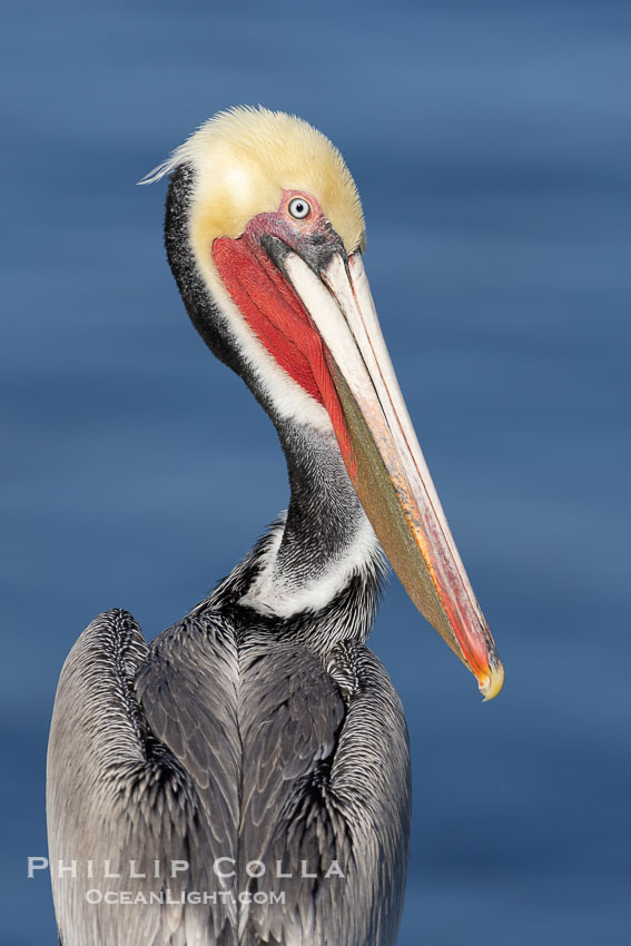 Adult California brown pelican in transition from non-breeding to breeding winter plumage. Note the brown hind neck of a breeding brown pelican is just filling in. This pelican already displays the red and olive throat and white and yellow head feathers of an adult winter brown pelican. La Jolla, USA, Pelecanus occidentalis, Pelecanus occidentalis californicus, natural history stock photograph, photo id 38679