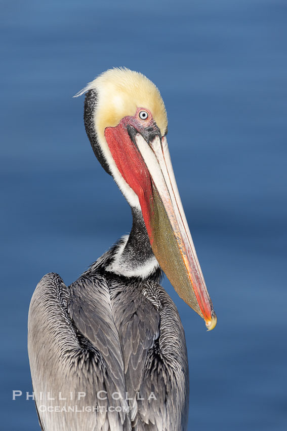 Adult California brown pelican in transition from non-breeding to breeding winter plumage. Note the brown hind neck of a breeding brown pelican is just filling in. This pelican already displays the red and olive throat and white and yellow head feathers of an adult winter brown pelican. La Jolla, USA, Pelecanus occidentalis, Pelecanus occidentalis californicus, natural history stock photograph, photo id 38681