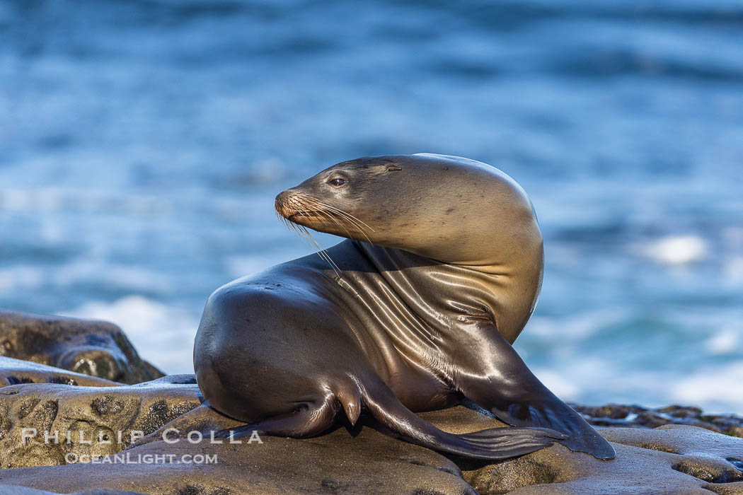 Adult female California Sea Lion, resting on rocks in the morning sun, La Jolla., Zalophus californianus, natural history stock photograph, photo id 37550