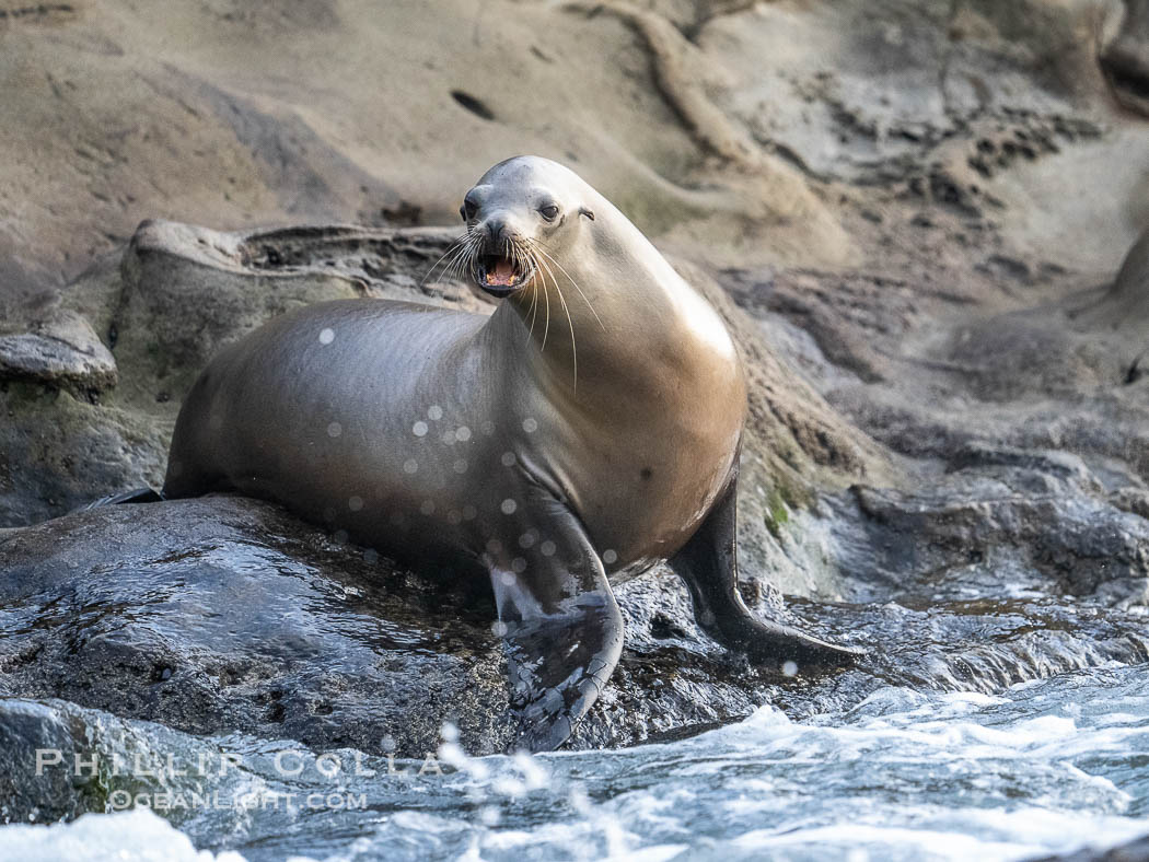 Adult female California sea lion in La Jolla Cove, Zalophus californianus. USA, natural history stock photograph, photo id 39520