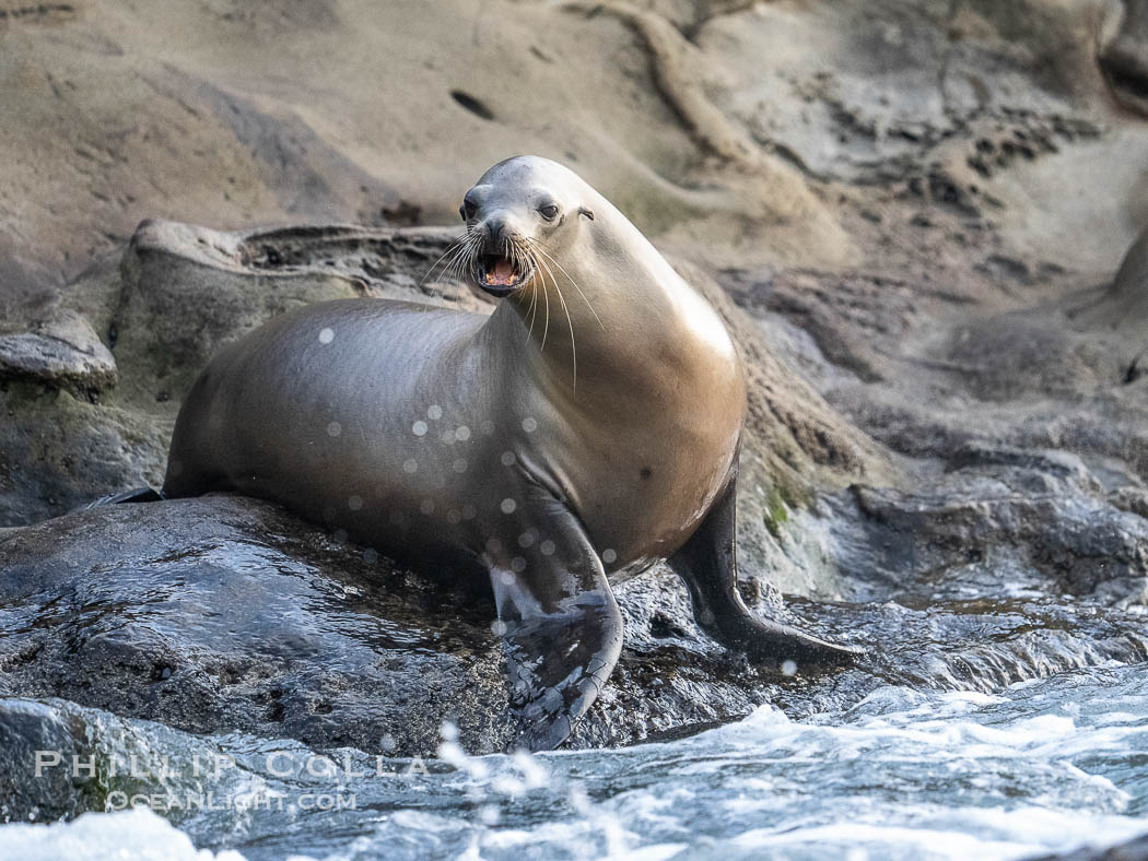Adult female California sea lion in La Jolla Cove, Zalophus californianus., Zalophus californianus, natural history stock photograph, photo id 39520