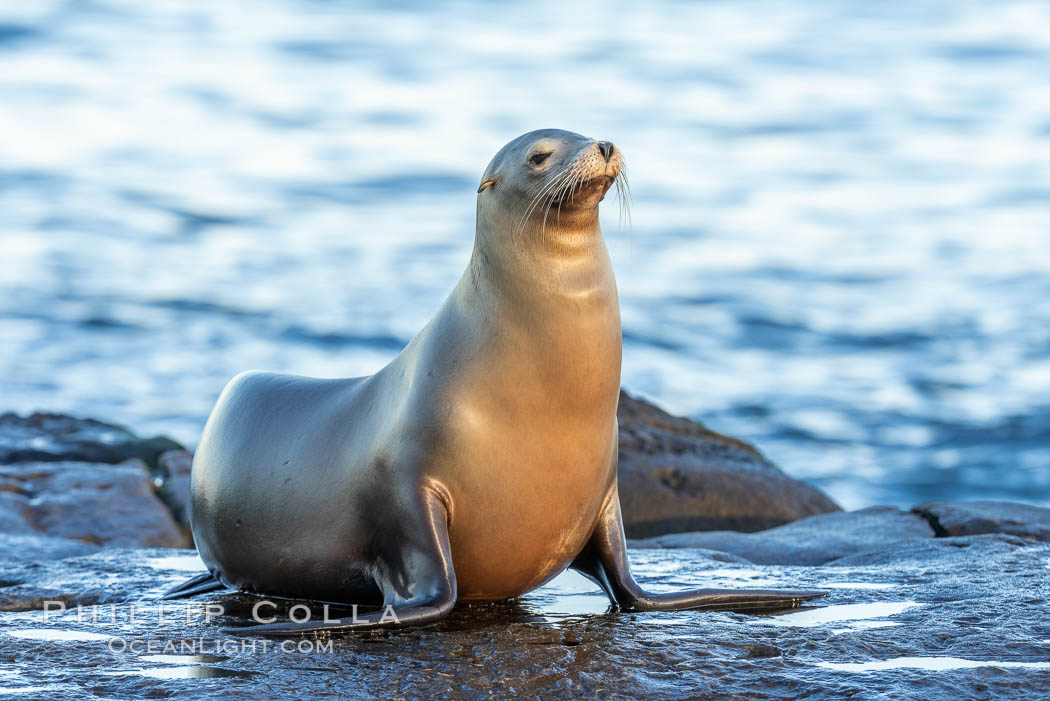 Adult female California Sea Lion, resting on rocks in the morning sun, La Jolla. USA, Zalophus californianus, natural history stock photograph, photo id 37524