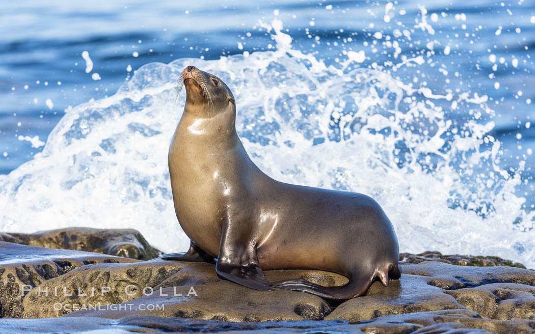 Beautiful golden-brown adult female California Sea Lion, resting on rocks in the morning sun, La Jolla, catching a little splash from a wave breaking on the reef just behind her